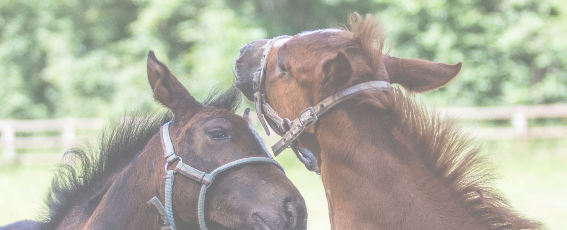 
            Haras du Moutier
            